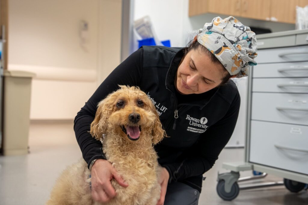 After surgery, a member of the medical team kneels on the floor next to Rex, with her arms around him. Rex is alert and relaxed with his mouth open.