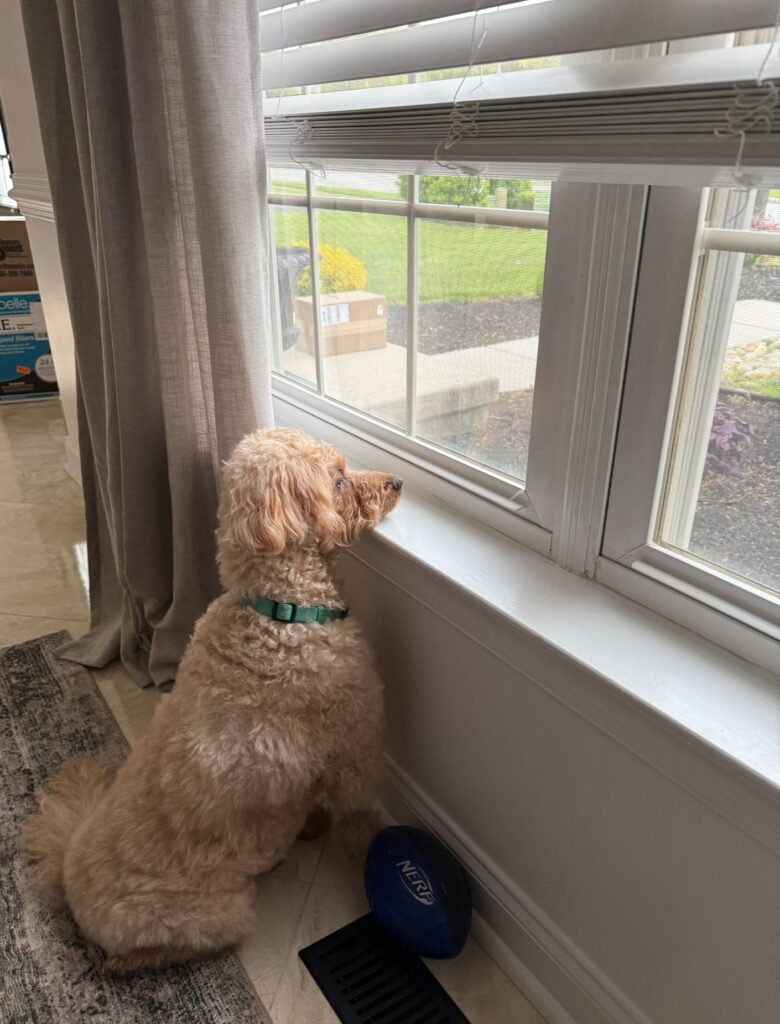 Rex rests his snout on the white, wide windowsill that is the same height as him, peering out the window.