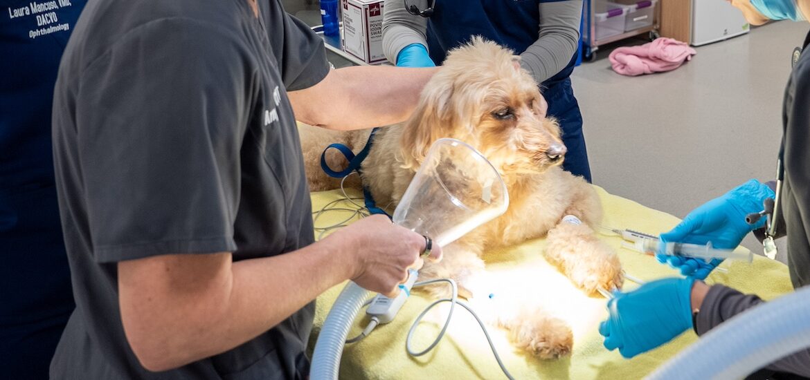 A close up of Rex on the operating table at Schreiber School of Veterinary Medicine, surrounded by veterinary students and Dr. Mancuso, prepping for surgery.