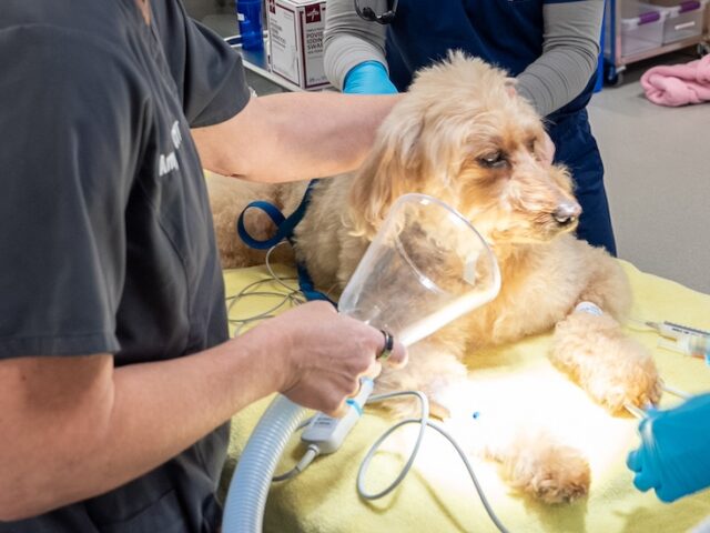 A close up of Rex on the operating table at Schreiber School of Veterinary Medicine, surrounded by veterinary students and Dr. Mancuso, prepping for surgery.