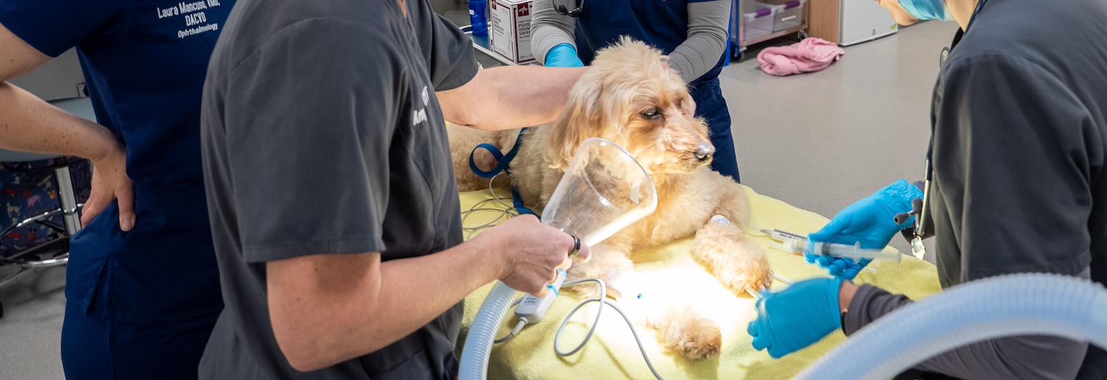 A close up of Rex on the operating table at Schreiber School of Veterinary Medicine, surrounded by veterinary students and Dr. Mancuso, prepping for surgery.